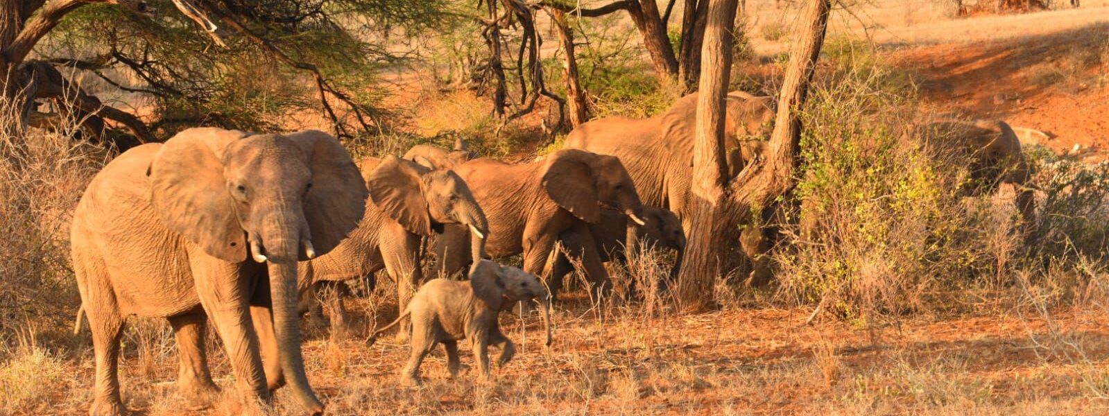 Packing for a Kenya safari