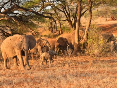 Packing for a Kenya safari