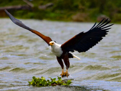 Birdwatching hotspots