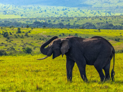 Sustainable Safari Tips Sustainable Safari Travel Tips