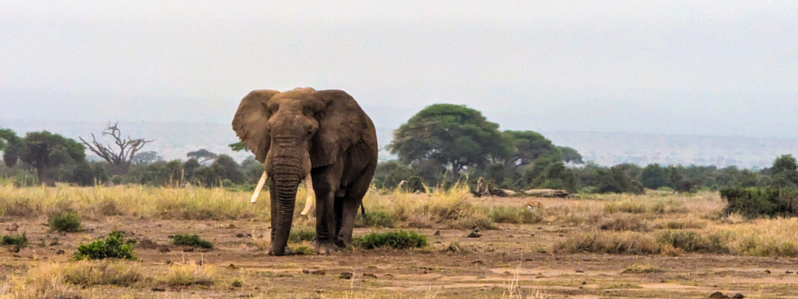 Wildlife Photography