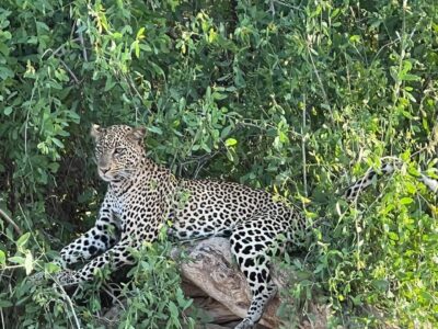 Safari etiquette Safari etiquette