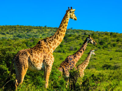 Common safari frustrations